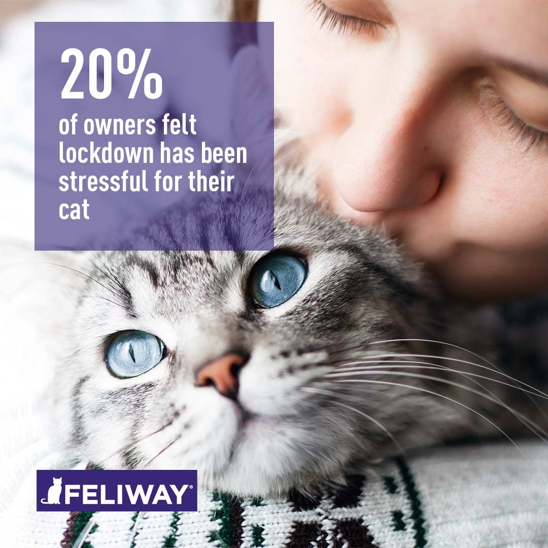 Cats During Lockdown A Survey by FELIWAY